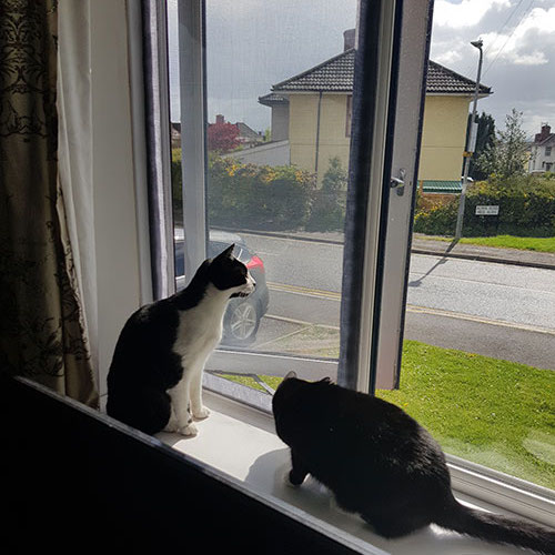 cat proof mesh window screens